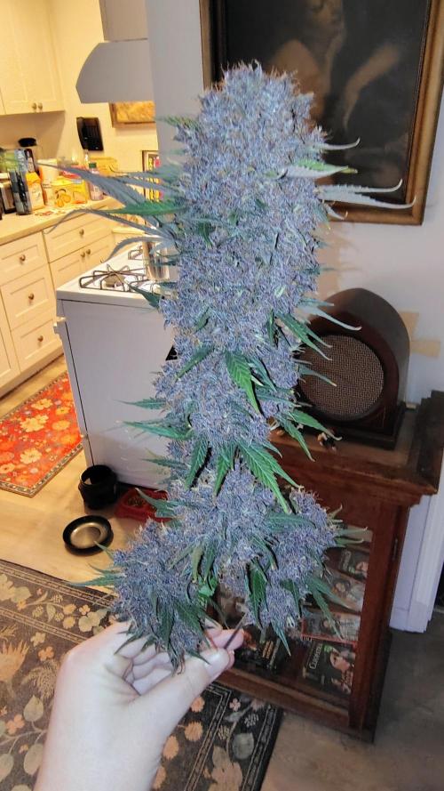 Banana purple punch RF3 & LCC. Week 12