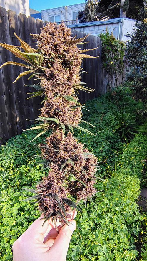 Banana purple punch RF3 & LCC. Week 12