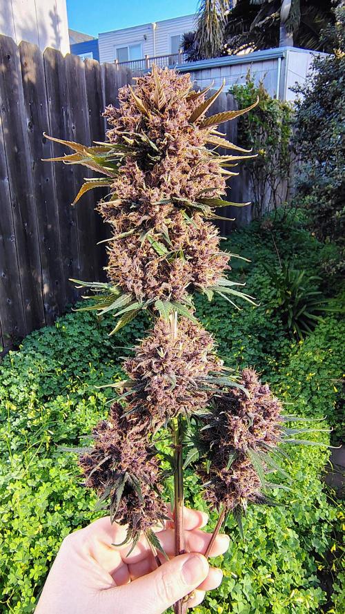 Banana purple punch RF3 & LCC. Week 12