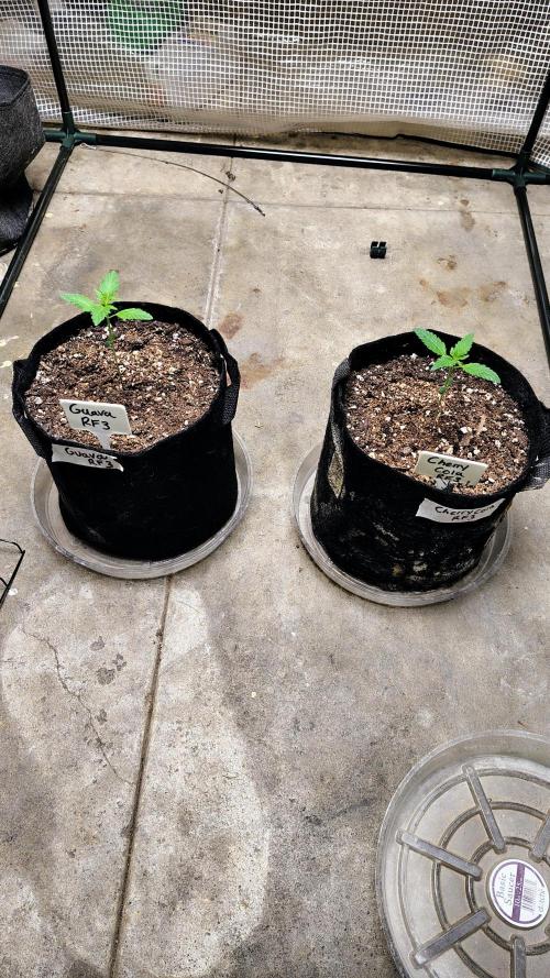 Guava and Cherry cola RF3 upgrades. Week 1