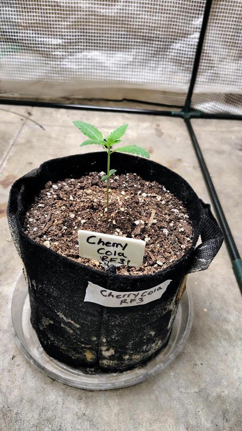 Guava and Cherry cola RF3 upgrades. Week 1