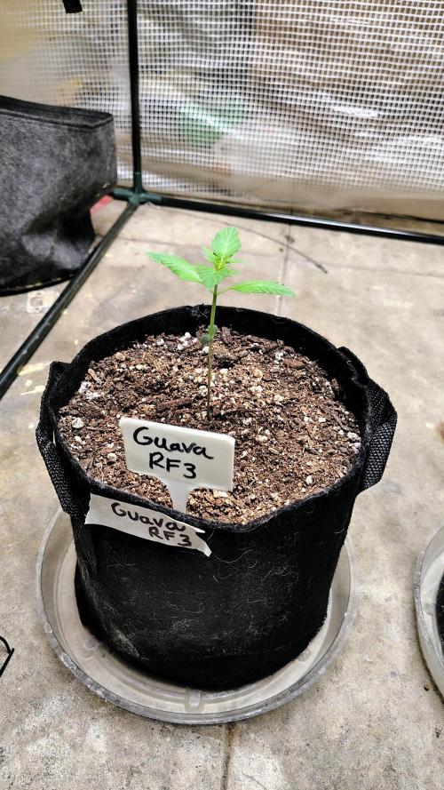 Guava and Cherry cola RF3 upgrades. Week 1