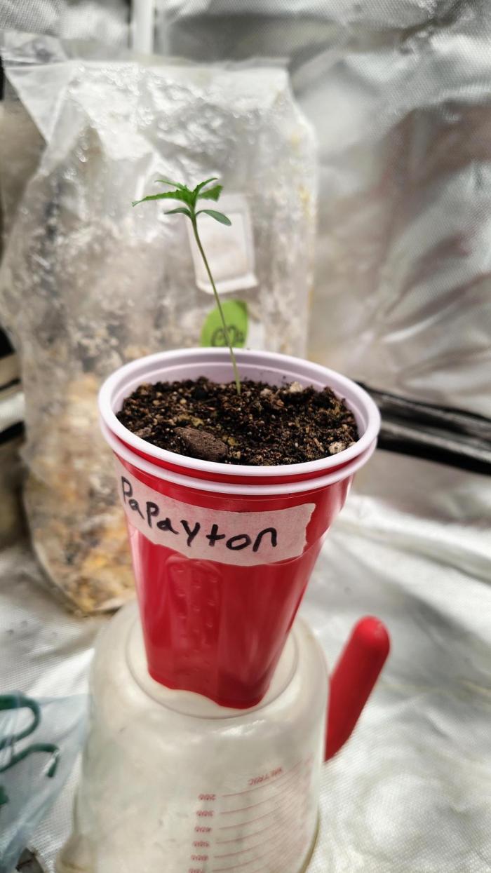 Papayton (papaya Gary Payton). Week 0
