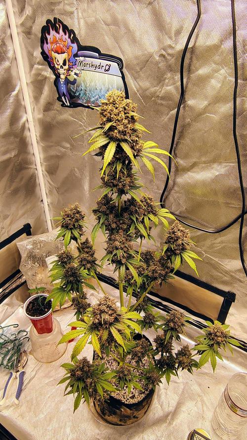 Banana purple punch RF3 & LCC. Week 12