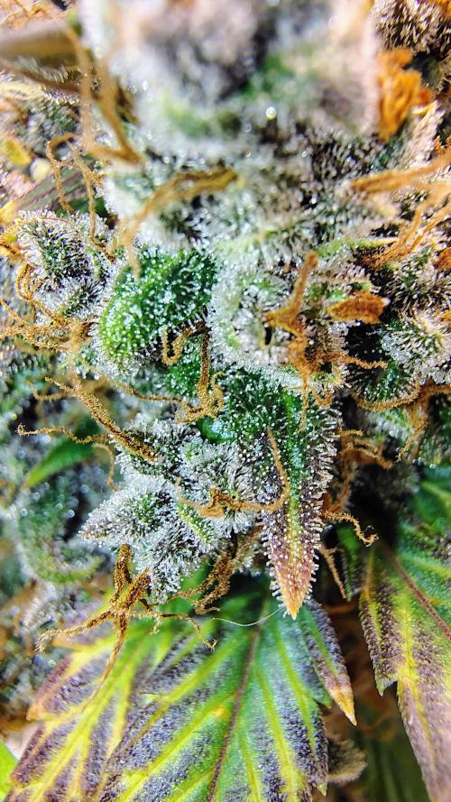 Banana purple punch RF3 & LCC. Week 12