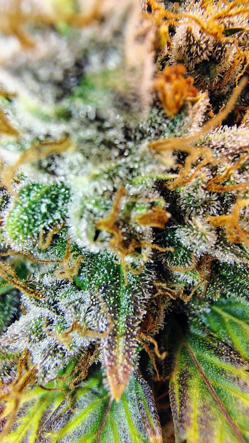 Banana purple punch RF3 & LCC. Week 12