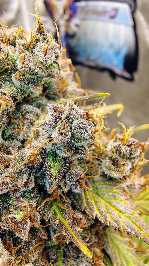 Banana purple punch RF3 & LCC. Week 12