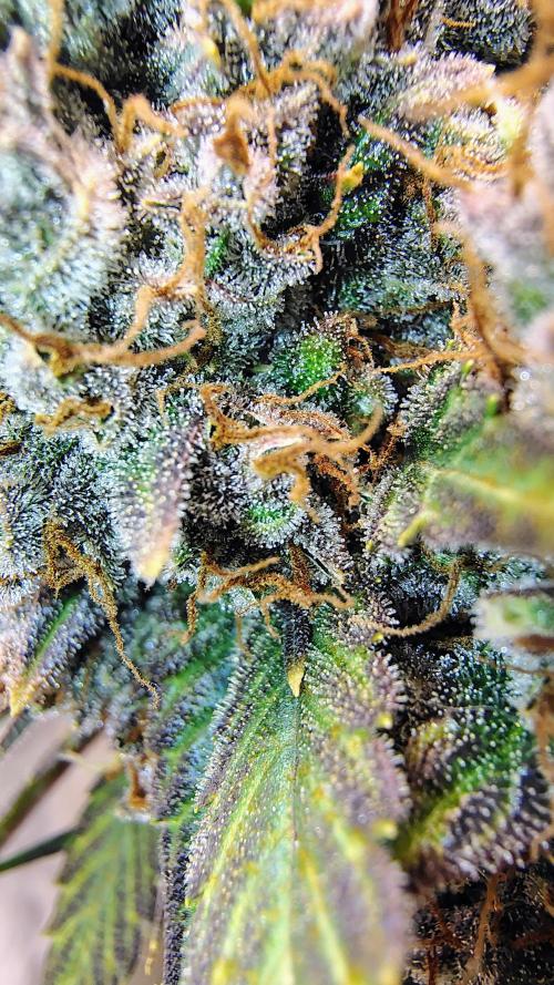 Banana purple punch RF3 & LCC. Week 12