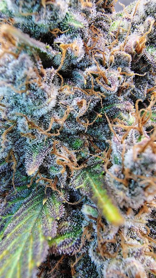 Banana purple punch RF3 & LCC. Week 12