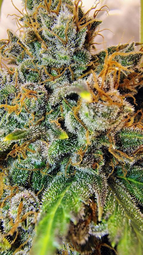 Banana purple punch RF3 & LCC. Week 12