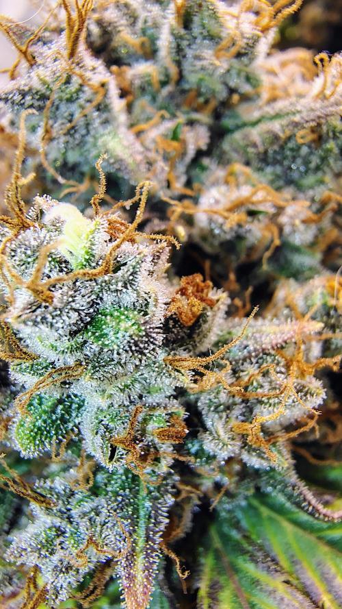 Banana purple punch RF3 & LCC. Week 12