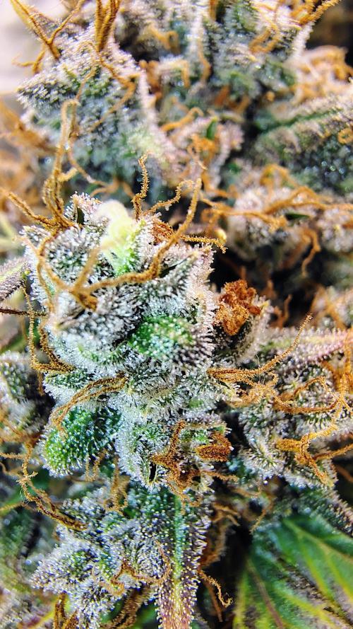 Banana purple punch RF3 & LCC. Week 12