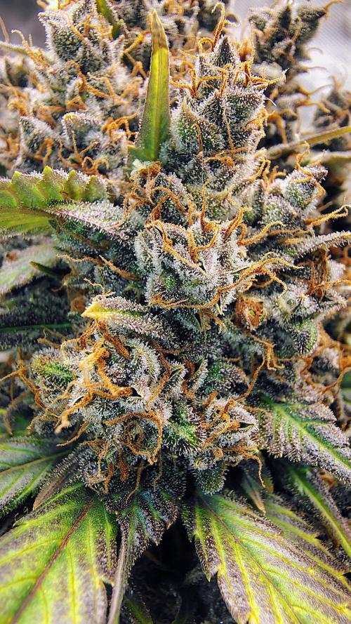 Banana purple punch RF3 & LCC. Week 12