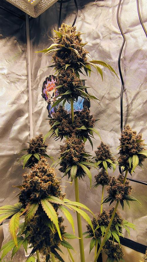 Banana purple punch RF3 & LCC. Week 12