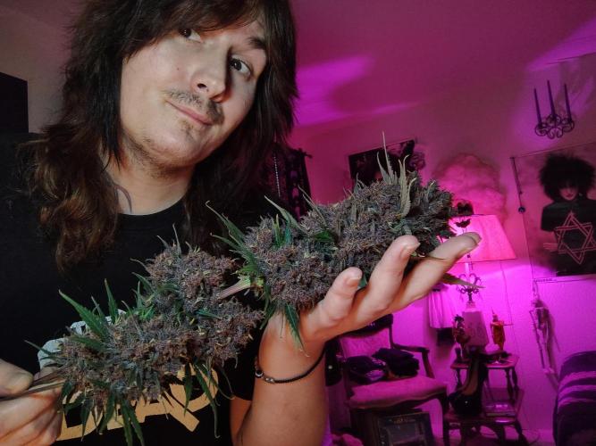 Banana purple punch RF3 & LCC. Week 12