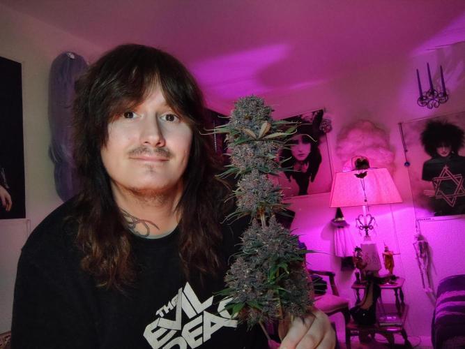 Banana purple punch RF3 & LCC. Week 12