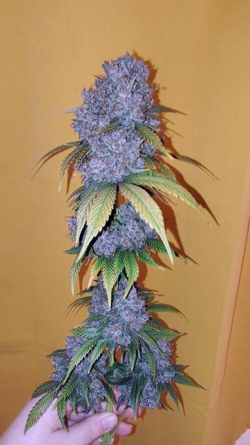 Banana purple punch RF3 & LCC. Week 13