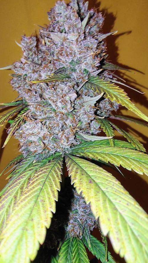 Banana purple punch RF3 & LCC. Week 13