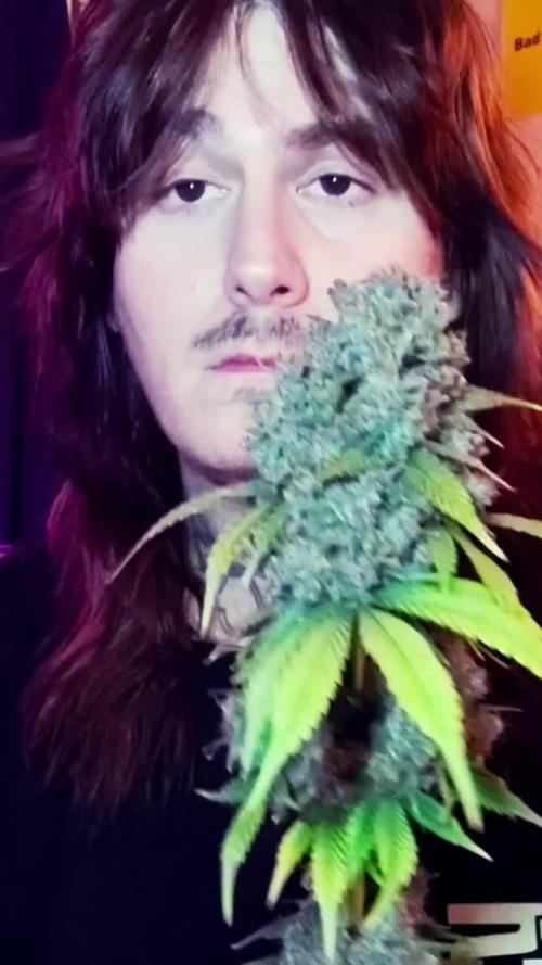 Banana purple punch RF3 & LCC