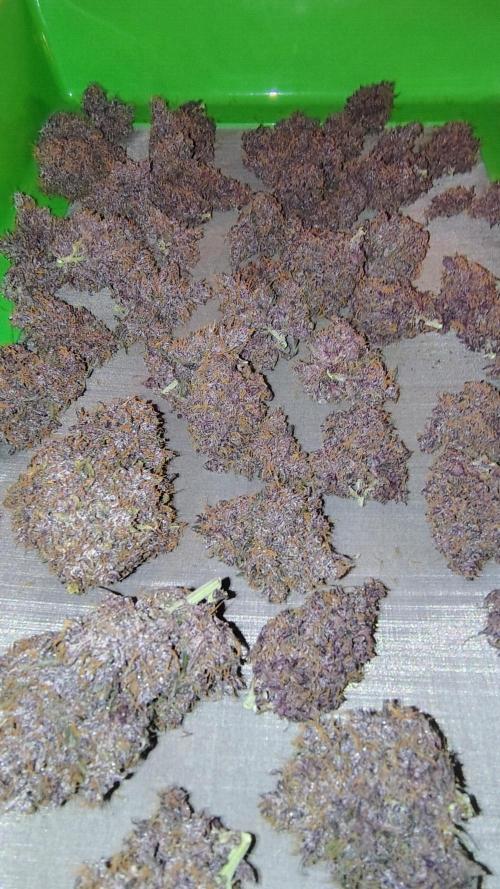 Banana purple punch RF3 & LCC. Week 13