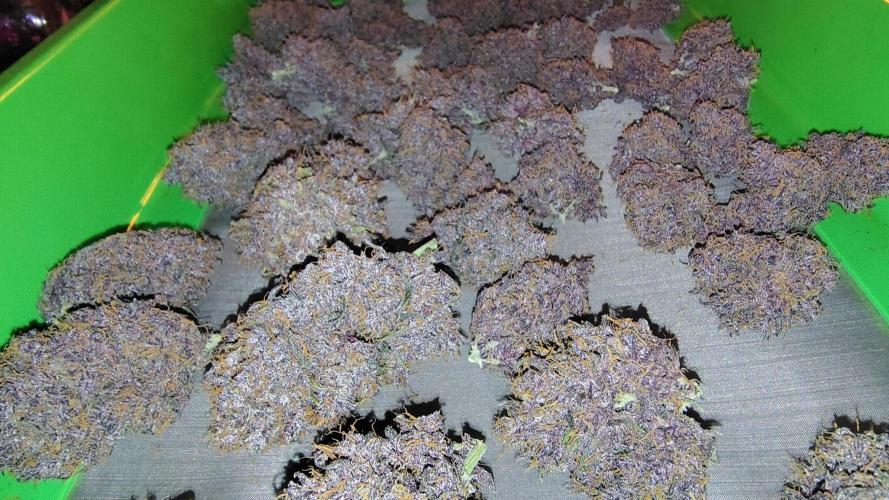 Banana purple punch RF3 & LCC. Week 13