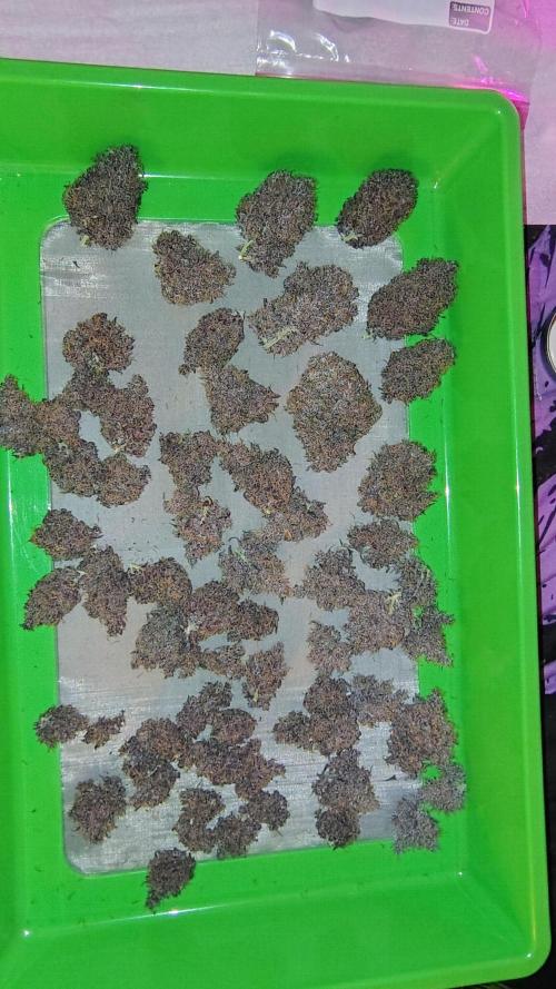 Banana purple punch RF3 & LCC. Week 13