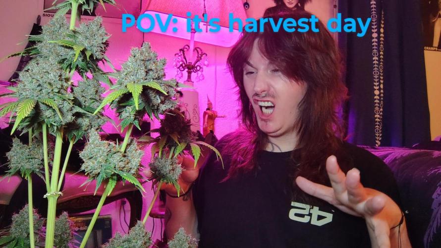 Banana purple punch RF3 & LCC. Week 13