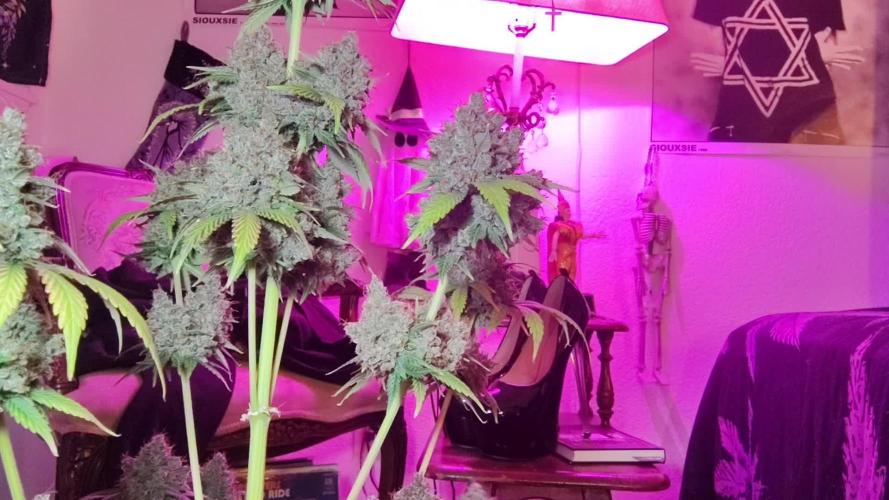 Banana purple punch RF3 & LCC