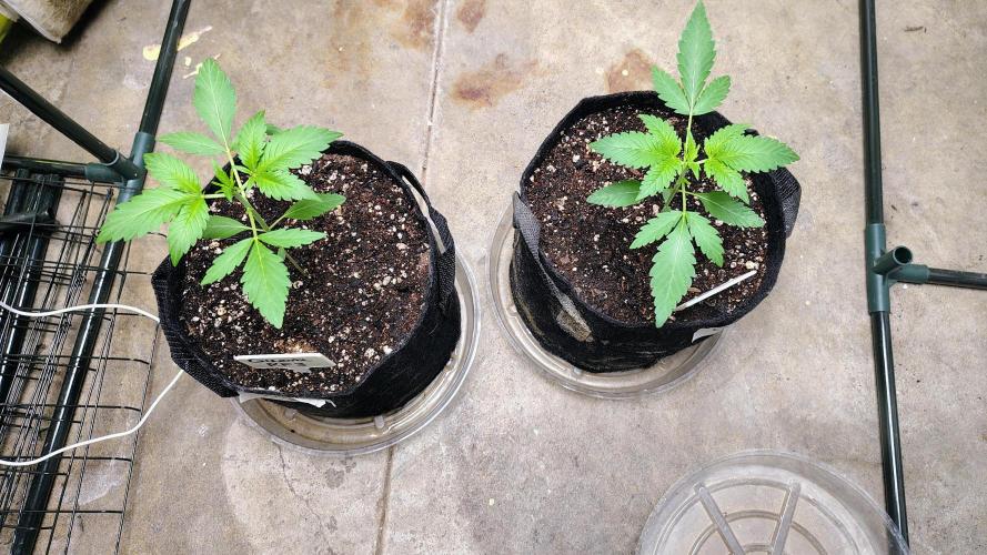 Guava and Cherry cola RF3 upgrades. Week 2