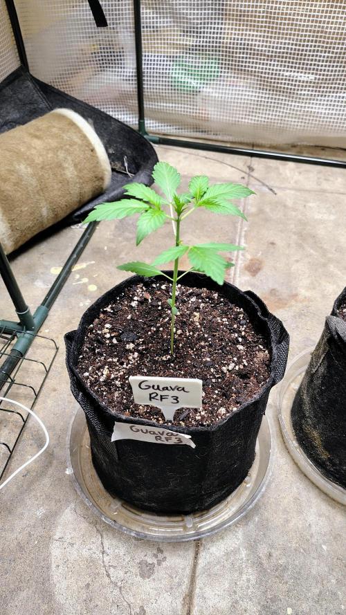 Guava and Cherry cola RF3 upgrades. Week 2