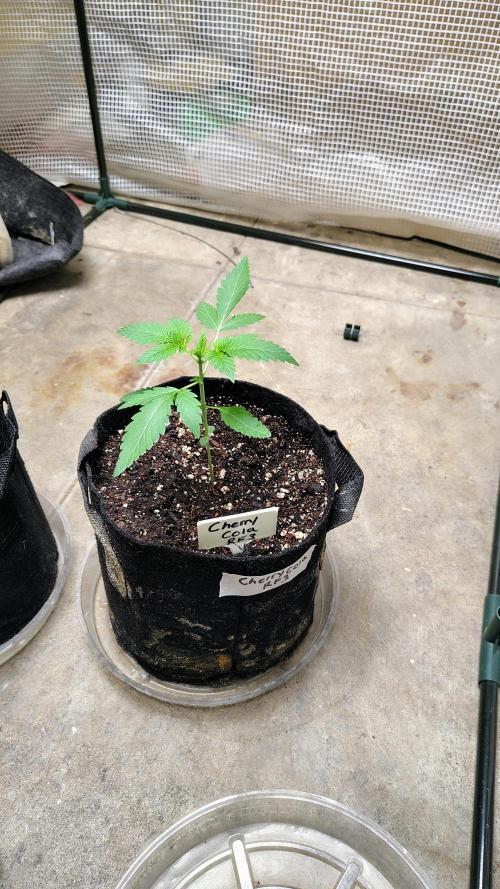 Guava and Cherry cola RF3 upgrades. Week 2