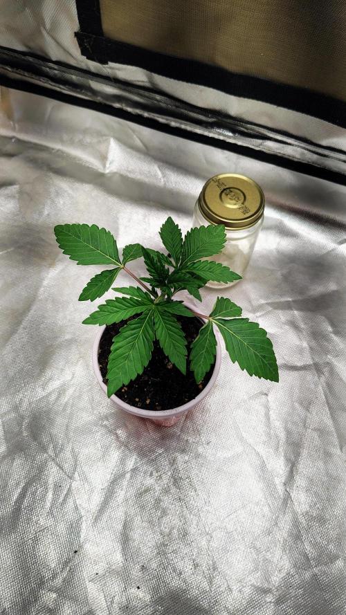 Papayton (papaya Gary Payton). Week 1