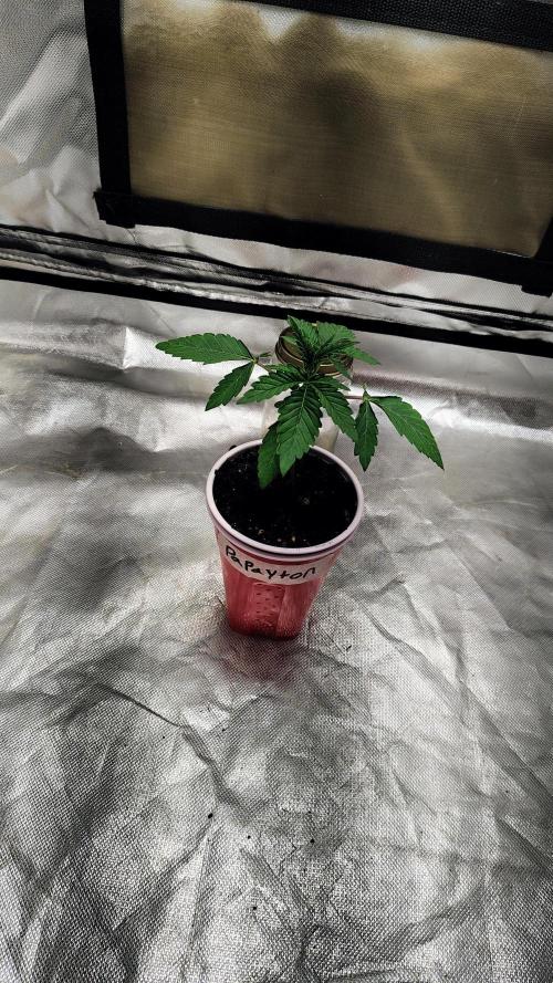 Papayton (papaya Gary Payton). Week 1