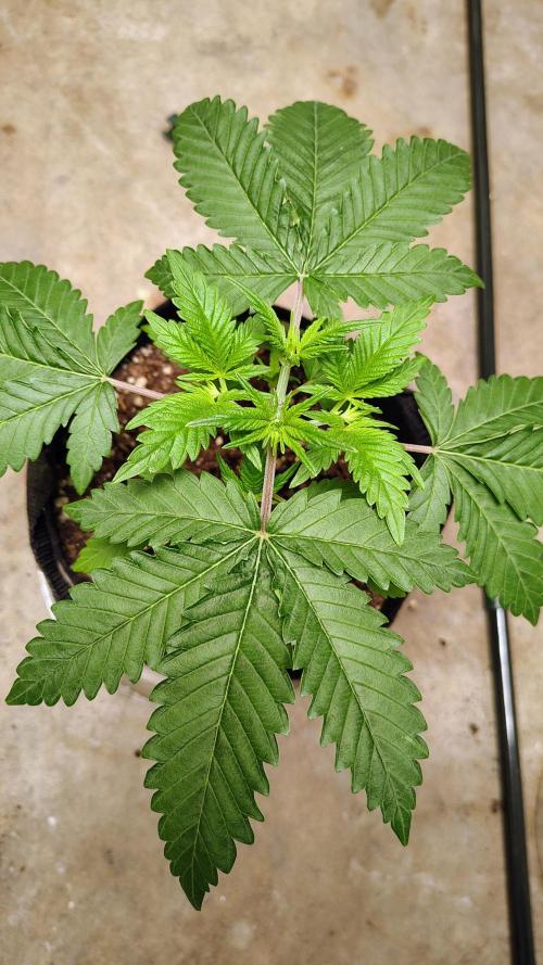 Guava and Cherry cola RF3 upgrades. Week 3