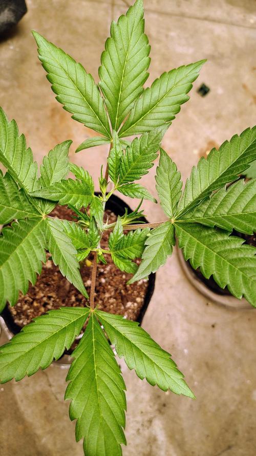 Guava and Cherry cola RF3 upgrades. Week 3