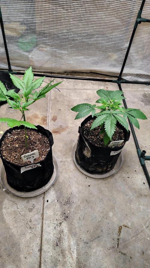 Guava and Cherry cola RF3 upgrades. Week 3