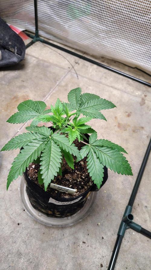 Guava and Cherry cola RF3 upgrades. Week 3