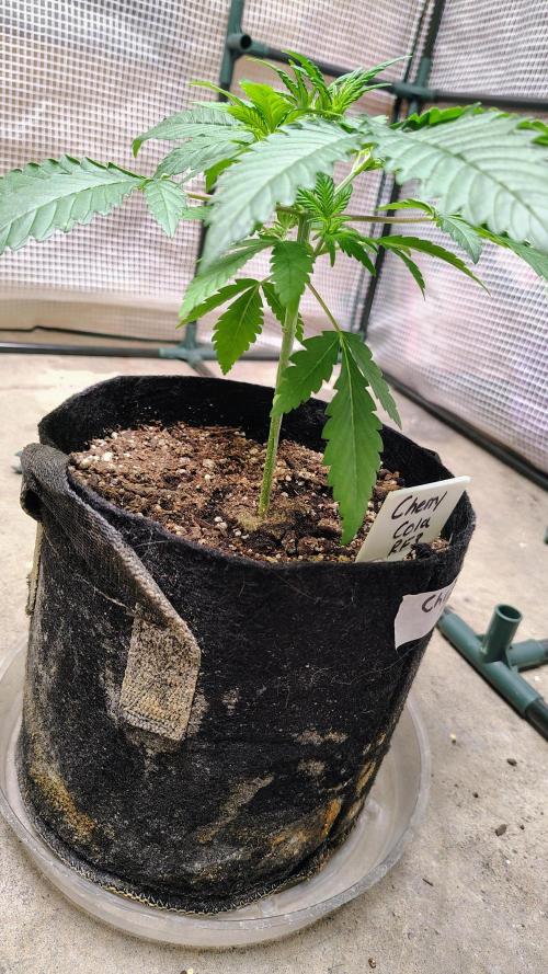 Guava and Cherry cola RF3 upgrades. Week 3