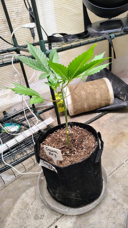 Guava and Cherry cola RF3 upgrades. Week 3