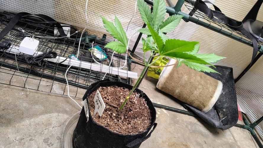 Guava and Cherry cola RF3 upgrades. Week 3