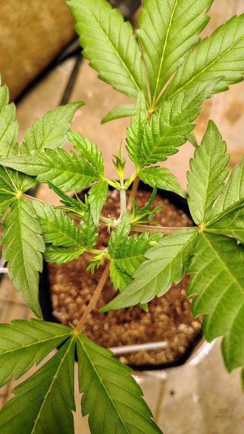 Guava and Cherry cola RF3 upgrades. Week 3