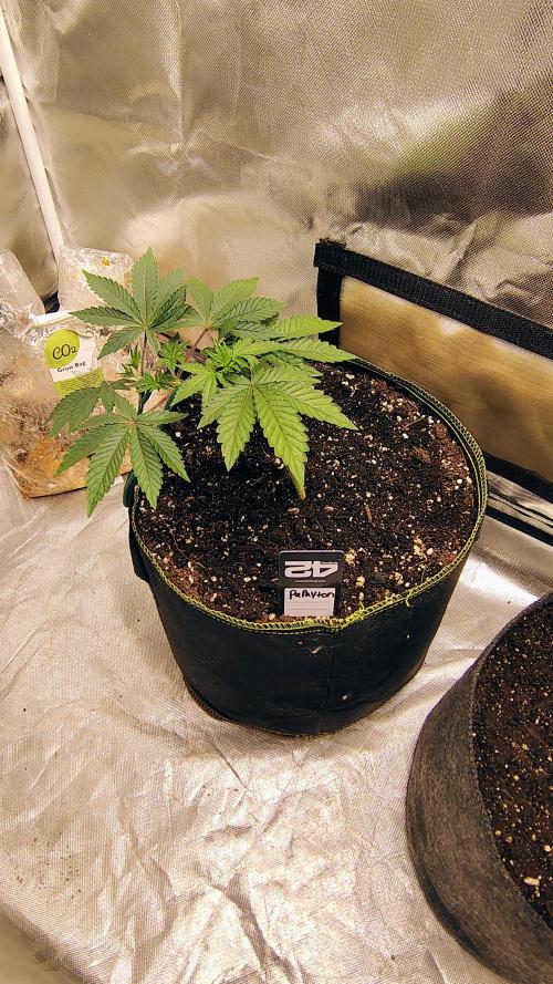 Papayton (papaya Gary Payton). Week 2