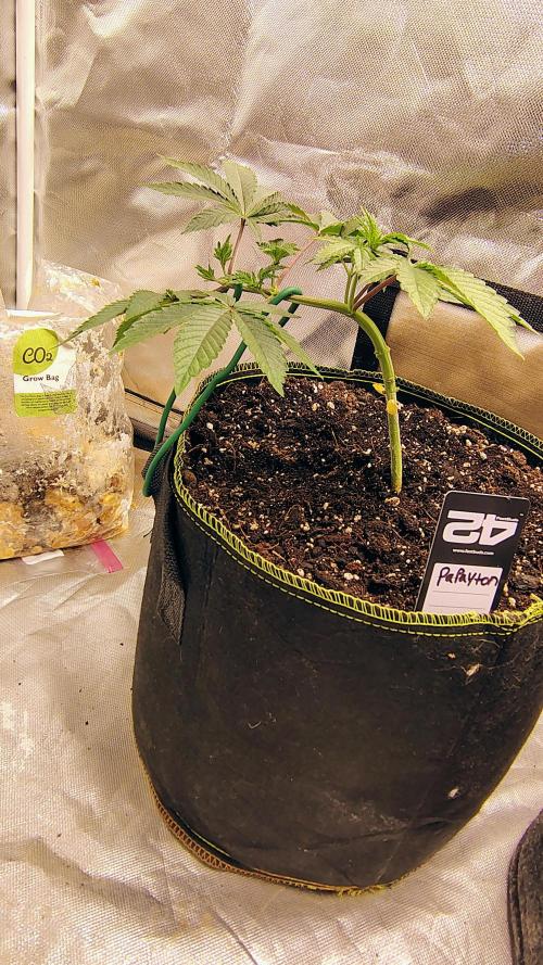Papayton (papaya Gary Payton). Week 2