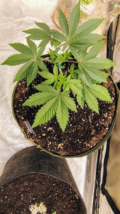 Papayton (papaya Gary Payton). Week 2
