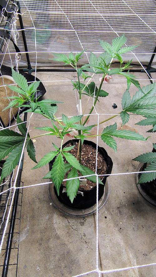 Guava and Cherry cola RF3 upgrades. Week 4 - Guava