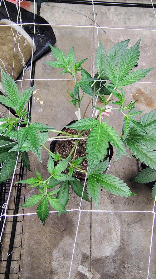 Guava and Cherry cola RF3 upgrades. Week 4 - Guava