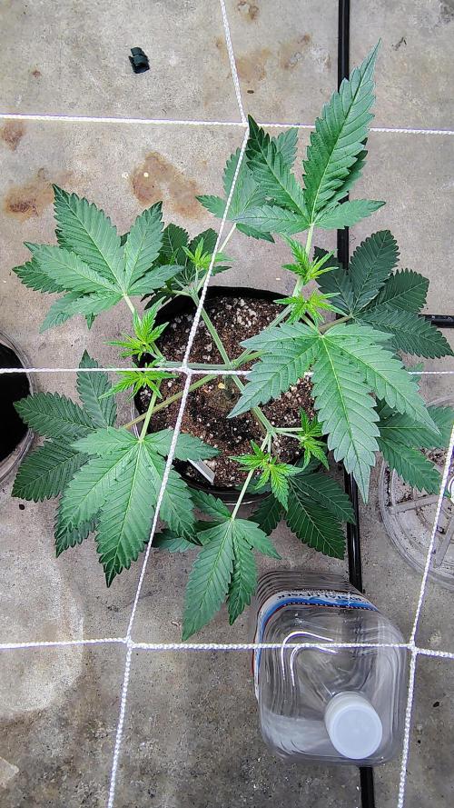 Guava and Cherry cola RF3 upgrades. Week 4