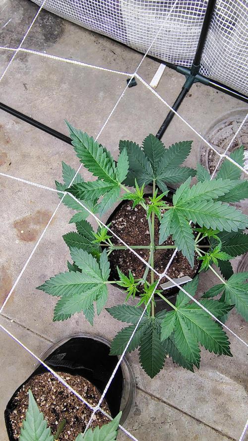 Guava and Cherry cola RF3 upgrades. Week 4