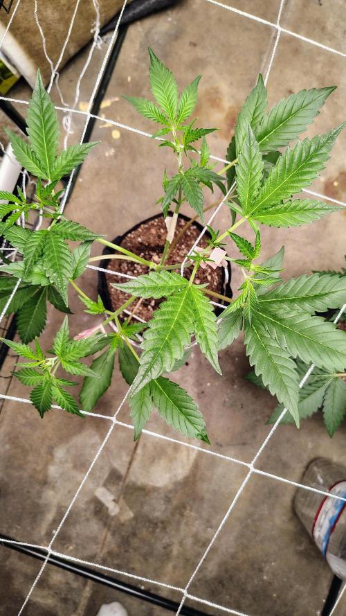 Guava and Cherry cola RF3 upgrades. Week 4