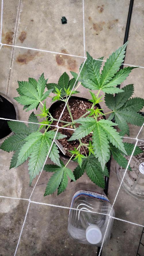 Guava and Cherry cola RF3 upgrades. Week 4